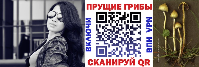 Псилоцибиновые грибы мицелий  купить наркотик  Сретенск 
